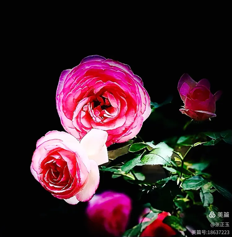 玖珑湾的四月花事：一场与月季的浪漫邂逅 ‌